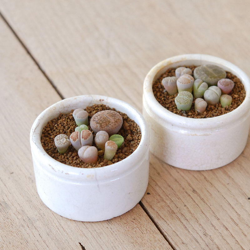 Lithops and Conophytum x antique イギリスジャー