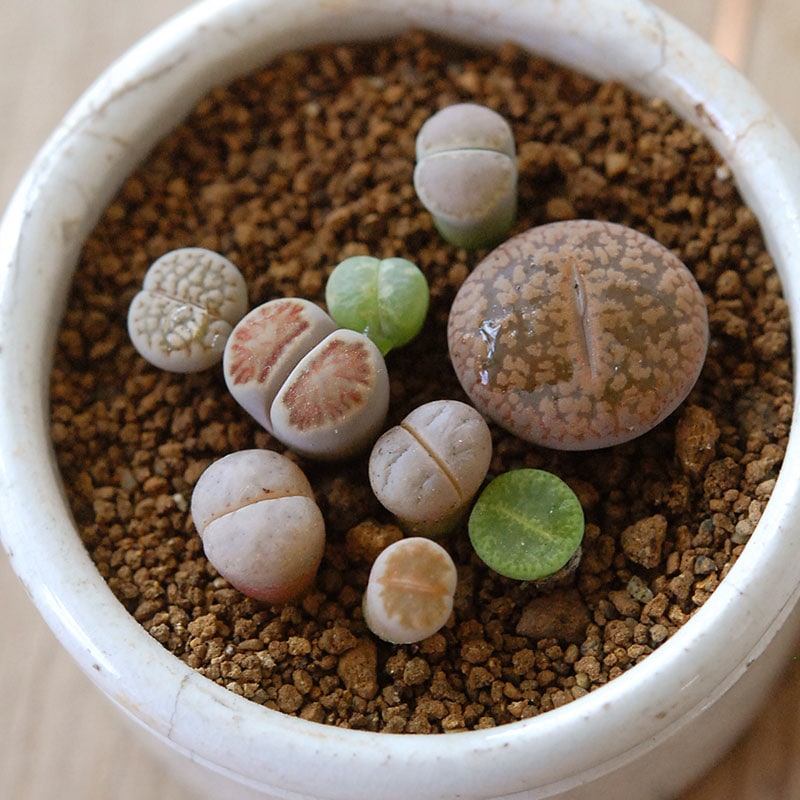 Lithops and Conophytum x antique イギリスジャー