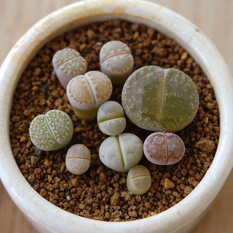 Lithops and Conophytum x antique イギリスジャー