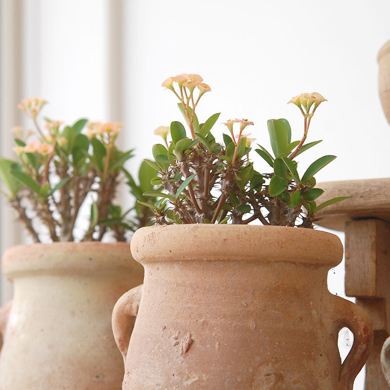succulent x desert pot
