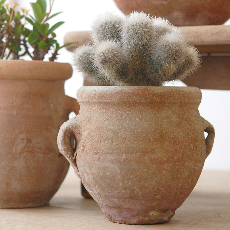 succulent x desert pot