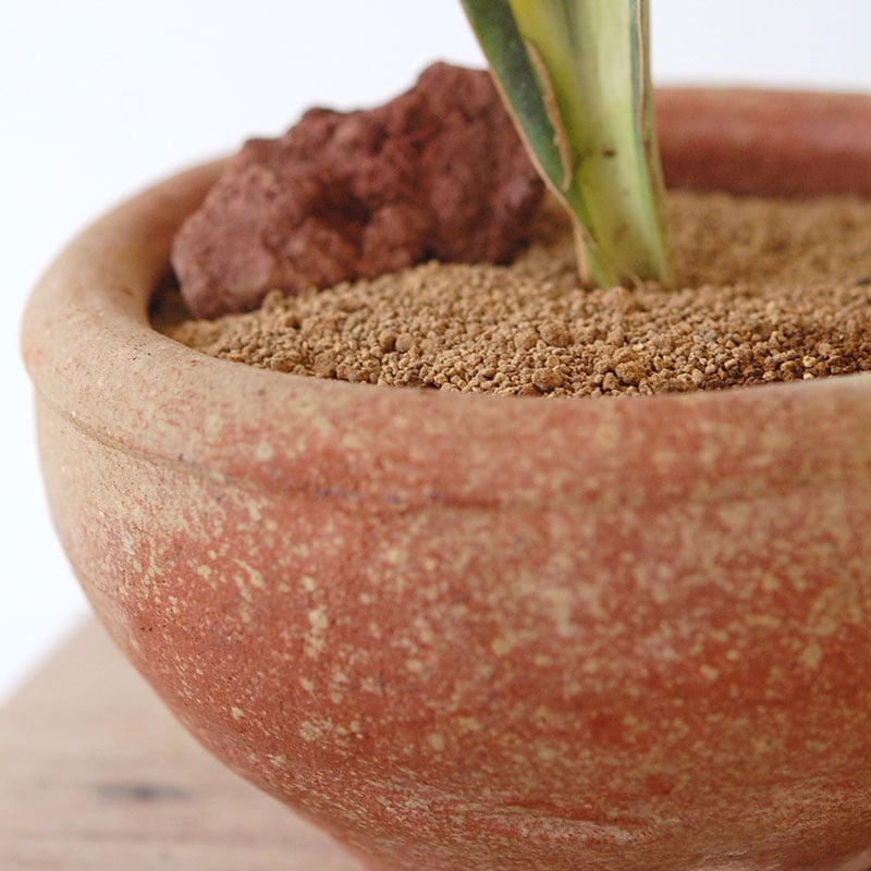 succulent x desert pot