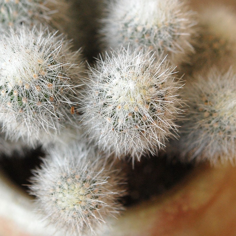 succulent x desert pot