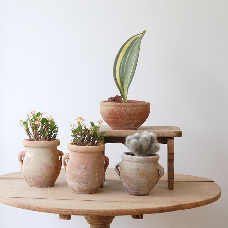 succulent x desert pot