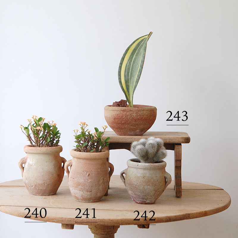 succulent x desert pot