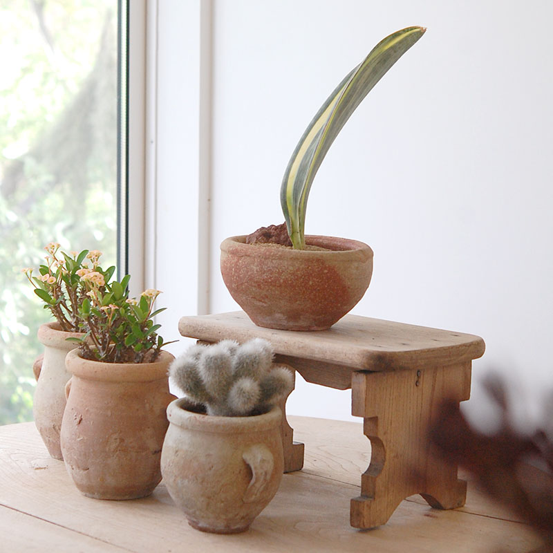 succulent x desert pot