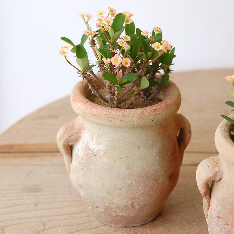 succulent x desert pot