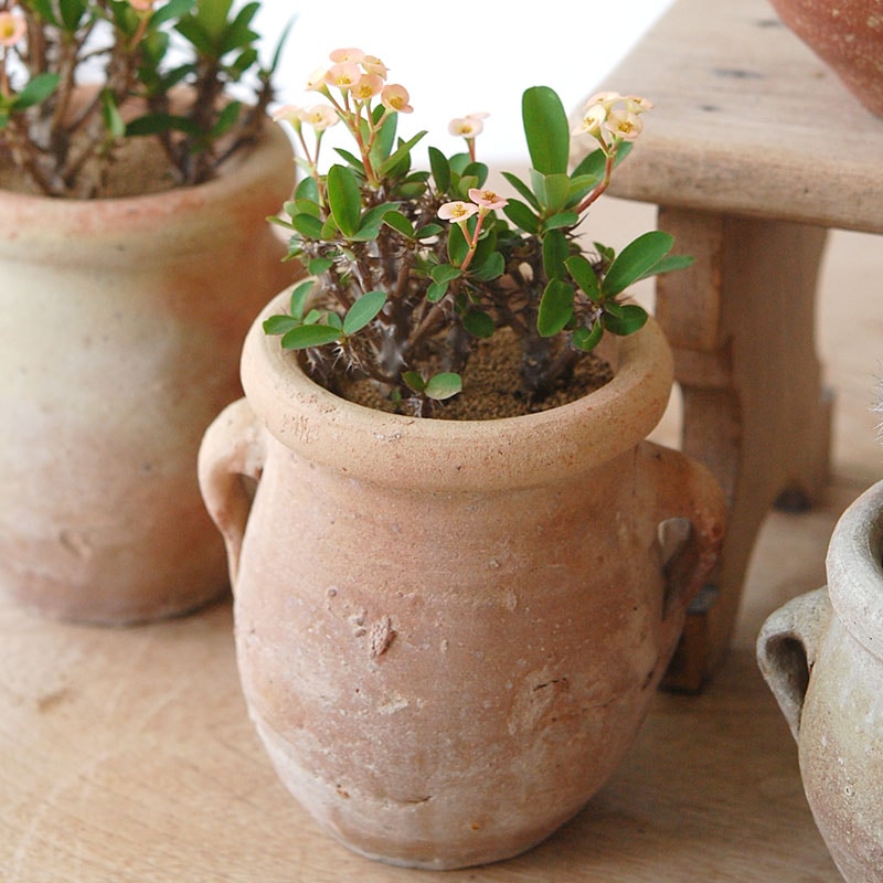 succulent x desert pot