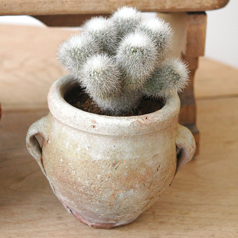 succulent x desert pot