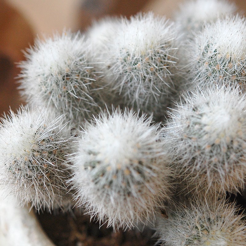 succulent x desert pot