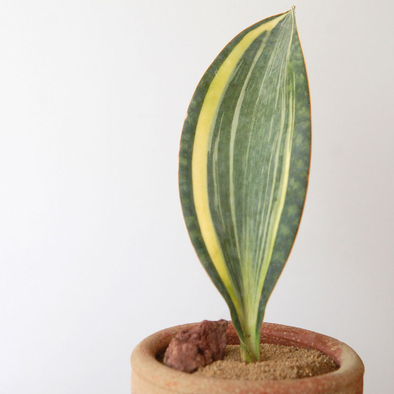 succulent x desert pot