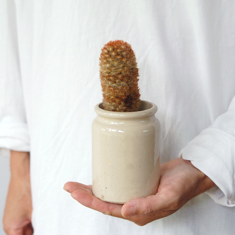 Mammillaria カルメナエ x antique pot