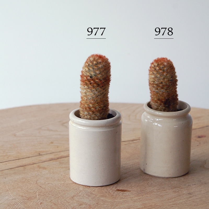 Mammillaria カルメナエ x antique pot