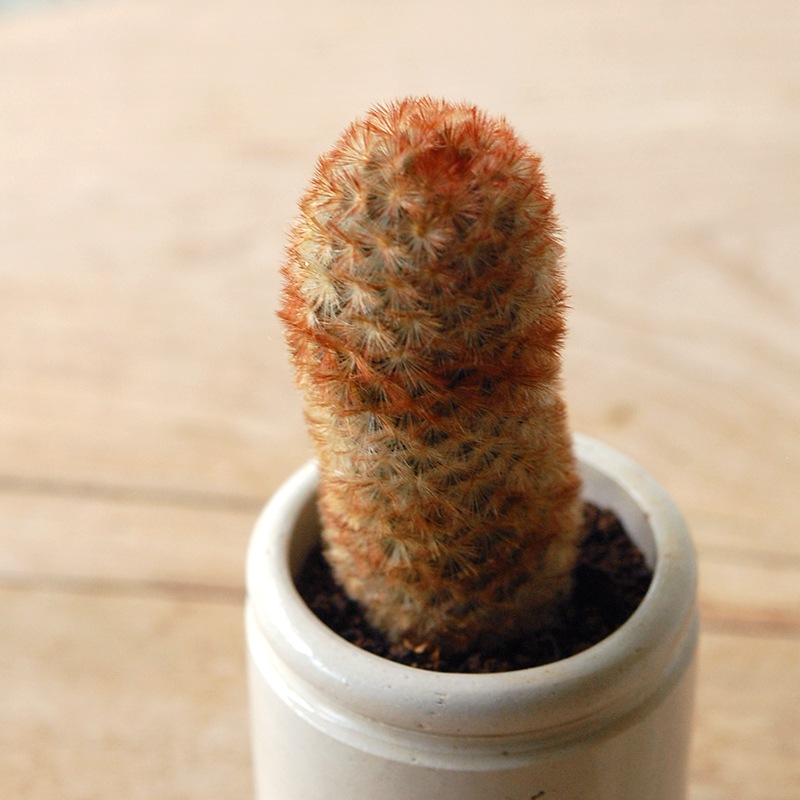 Mammillaria カルメナエ x antique pot