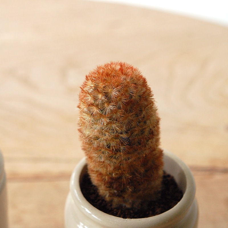 Mammillaria カルメナエ x antique pot