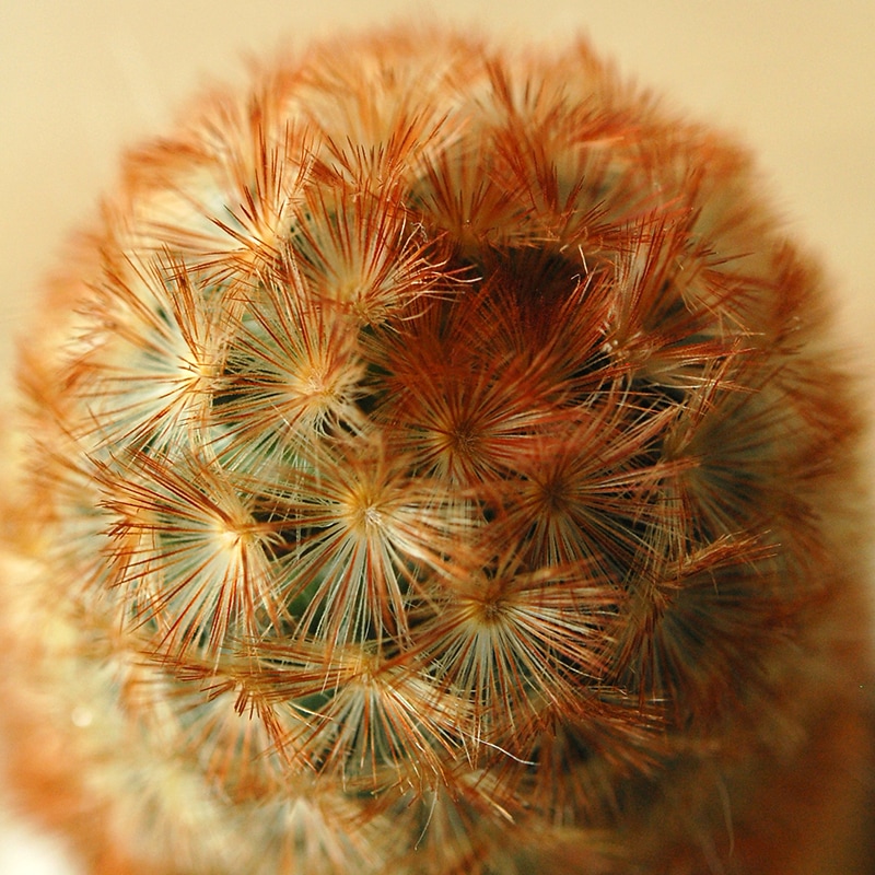 Mammillaria カルメナエ x antique pot