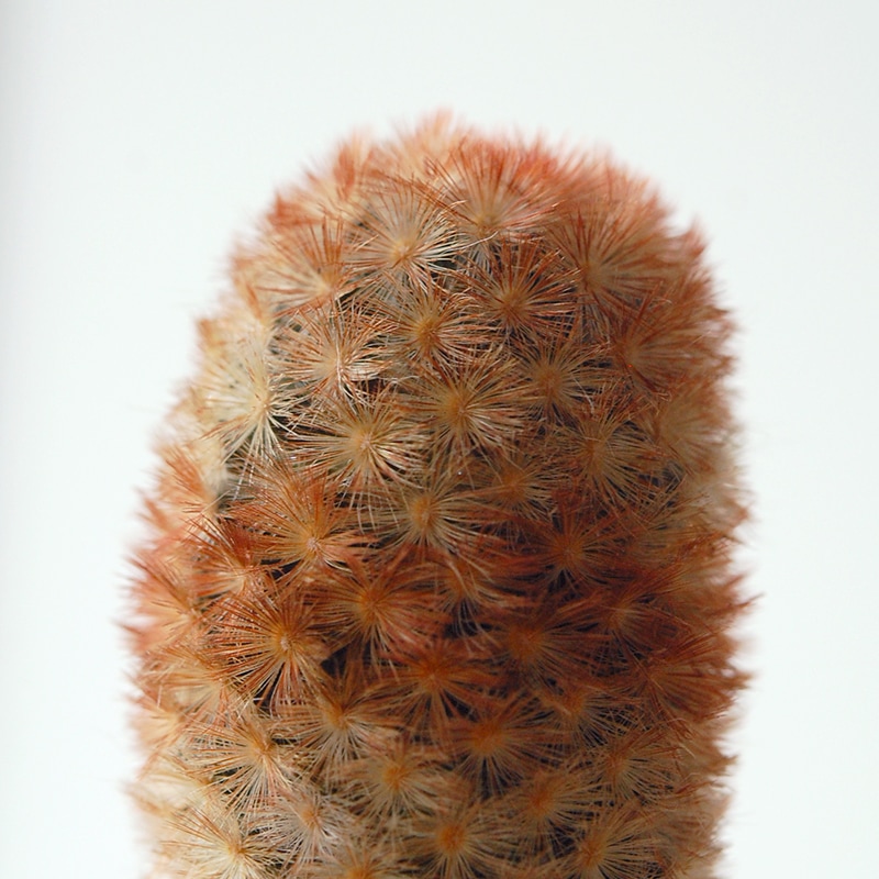 Mammillaria カルメナエ x antique pot