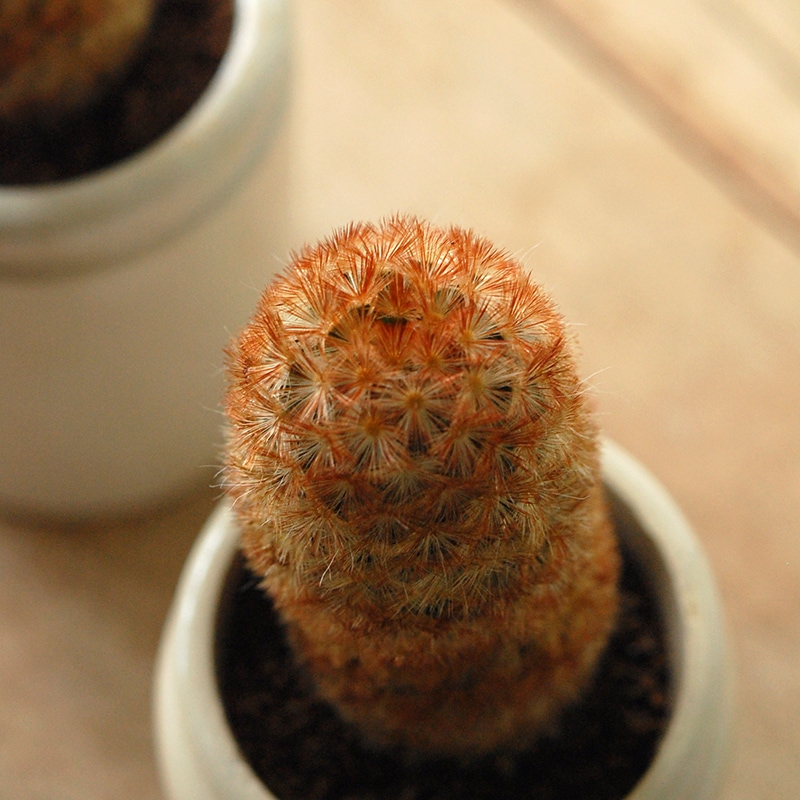 Mammillaria カルメナエ x antique pot