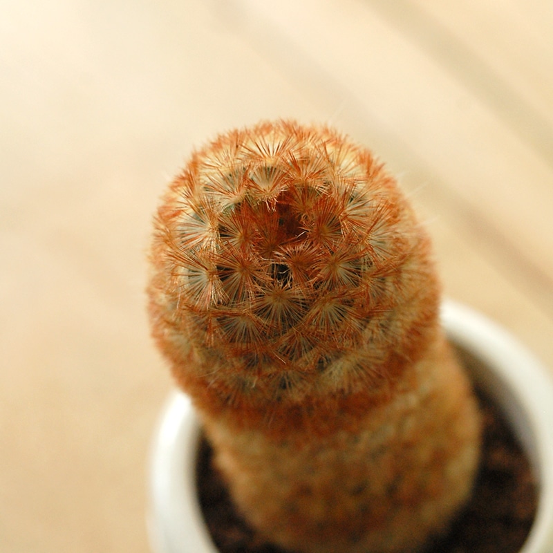 Mammillaria カルメナエ x antique pot