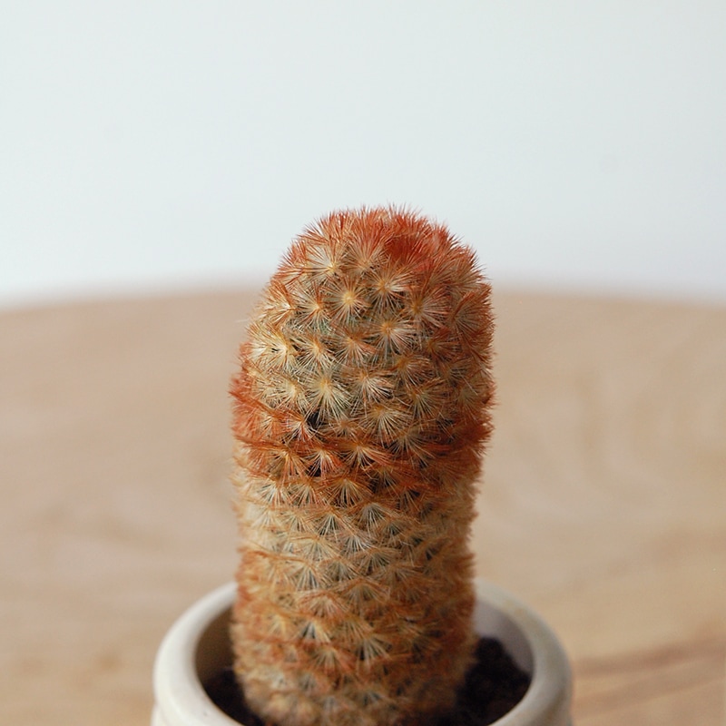 Mammillaria カルメナエ x antique pot