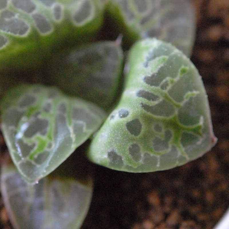 Haworthia 緑川 x antique イギリスジャー