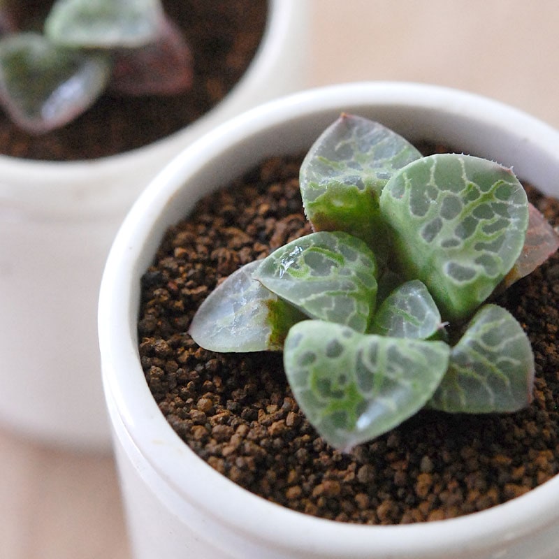 Haworthia 緑川 x antique イギリスジャー