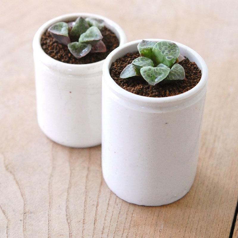 Haworthia 緑川 x antique イギリスジャー
