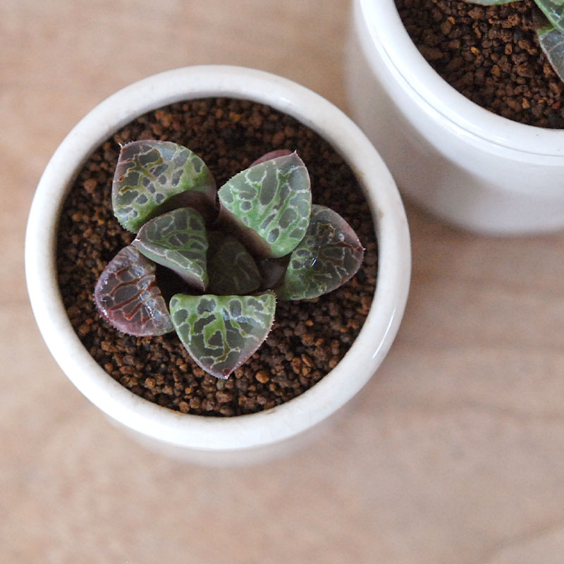 Haworthia 緑川 x antique イギリスジャー