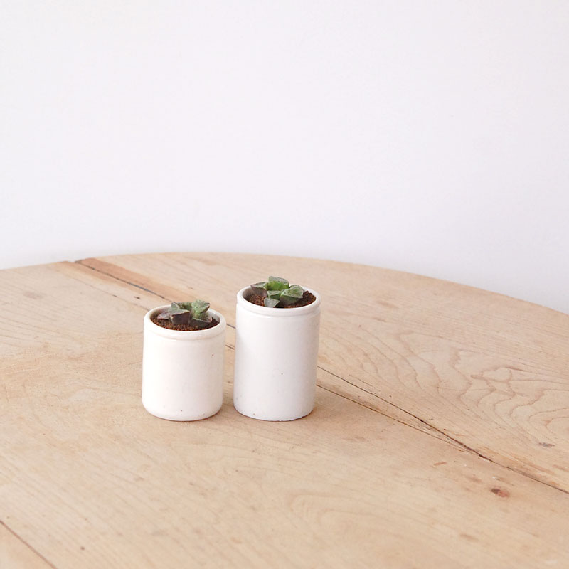 Haworthia 緑川 x antique イギリスジャー