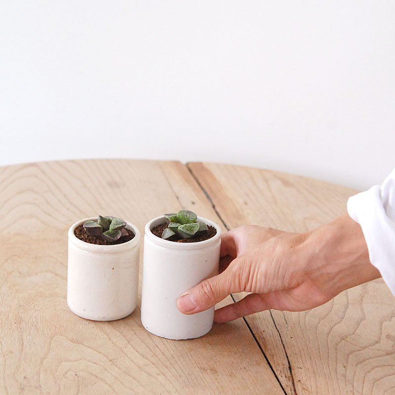 Haworthia 緑川 x antique イギリスジャー