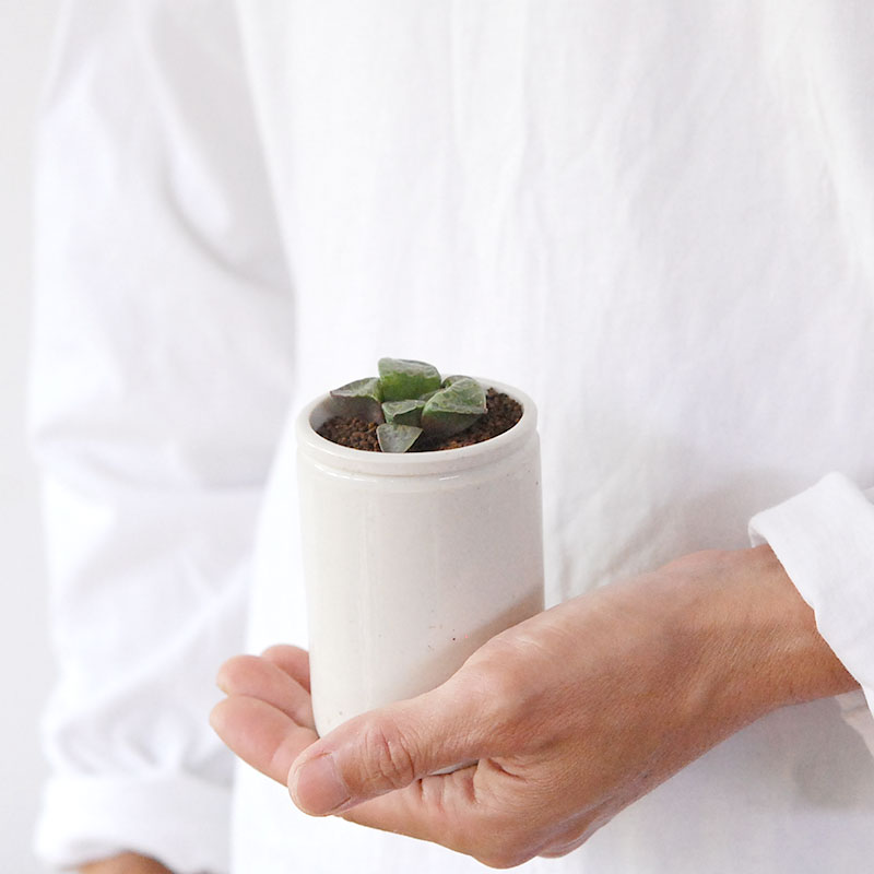 Haworthia 緑川 x antique イギリスジャー