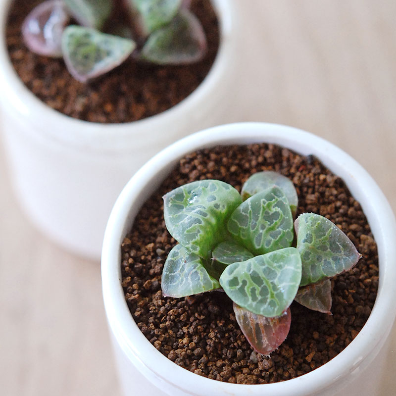 Haworthia 緑川 x antique イギリスジャー