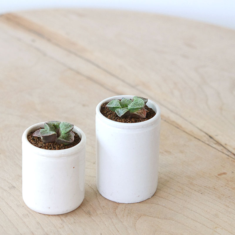 Haworthia 緑川 x antique イギリスジャー