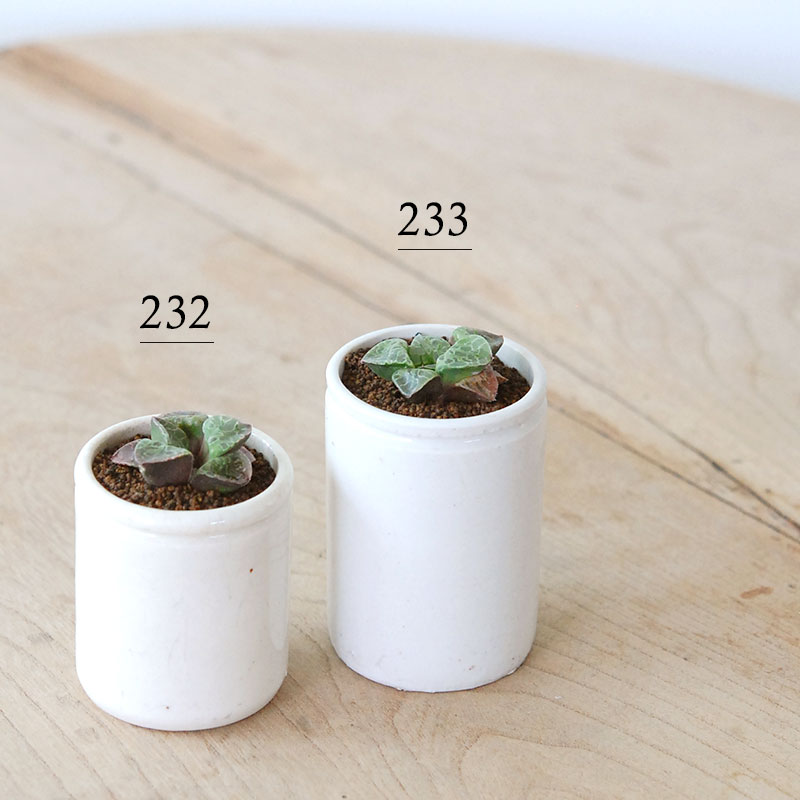 Haworthia 緑川 x antique イギリスジャー