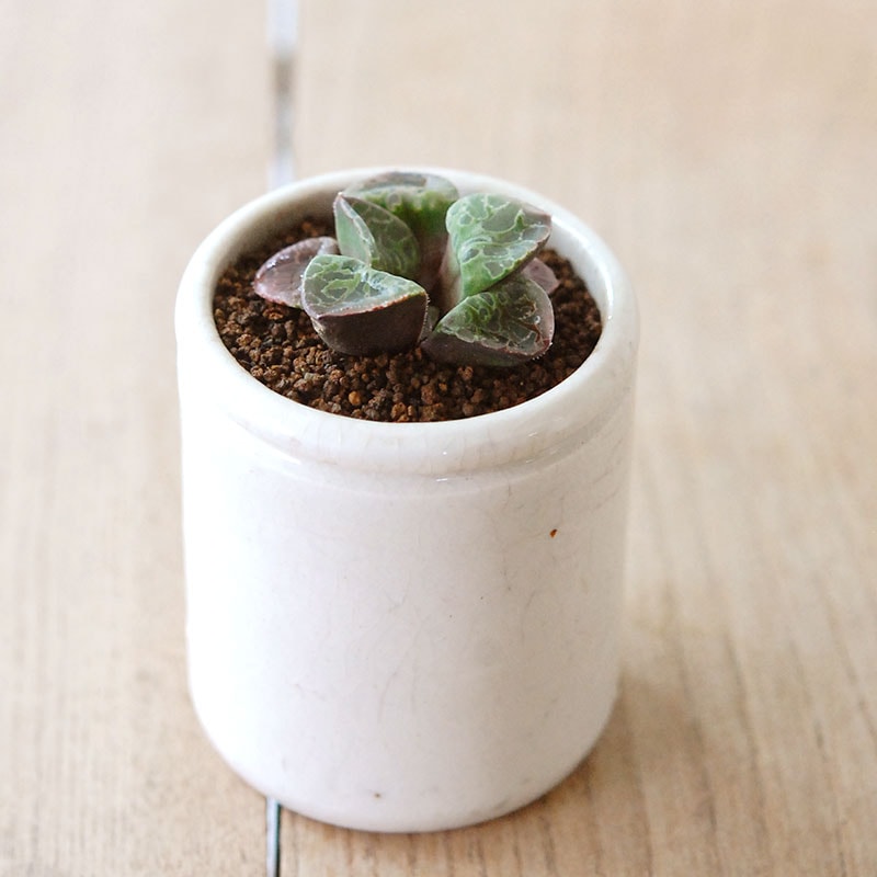 Haworthia 緑川 x antique イギリスジャー