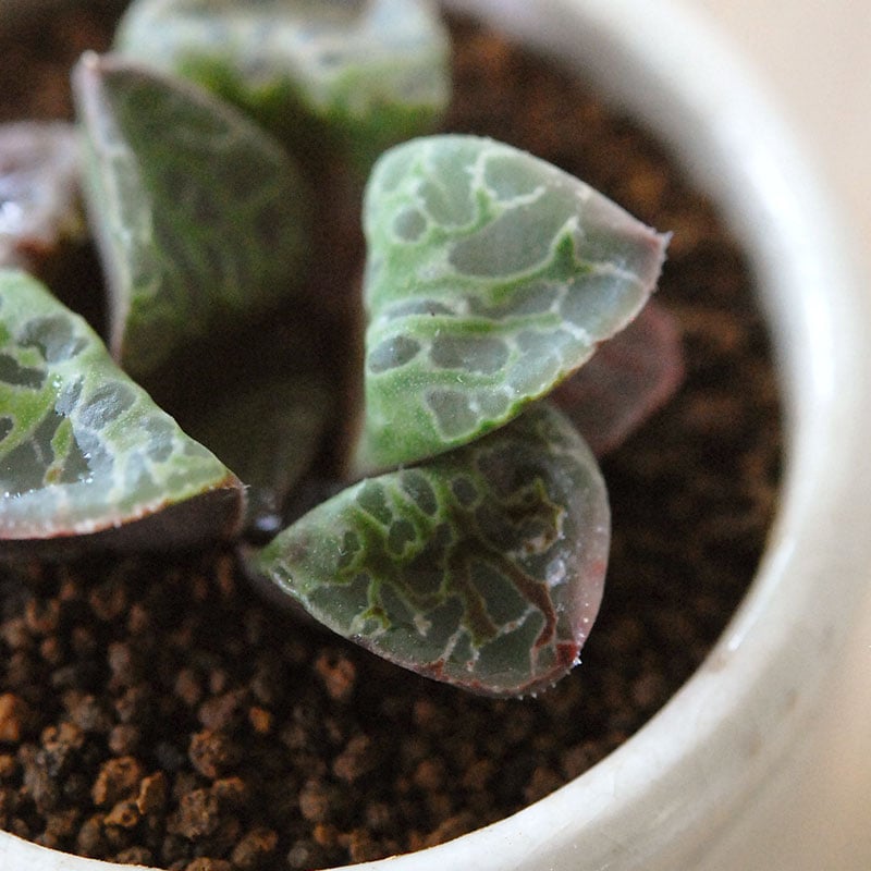 Haworthia 緑川 x antique イギリスジャー