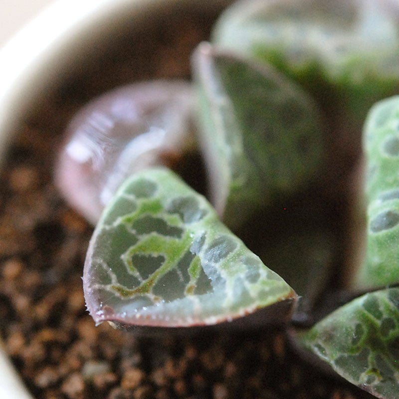 Haworthia 緑川 x antique イギリスジャー