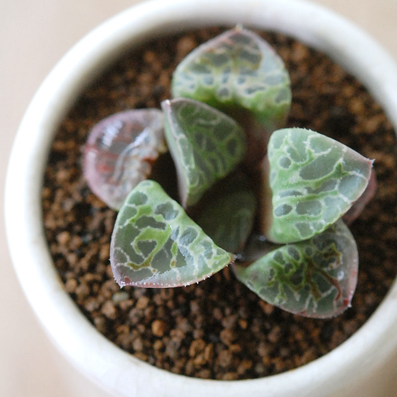 Haworthia 緑川 x antique イギリスジャー