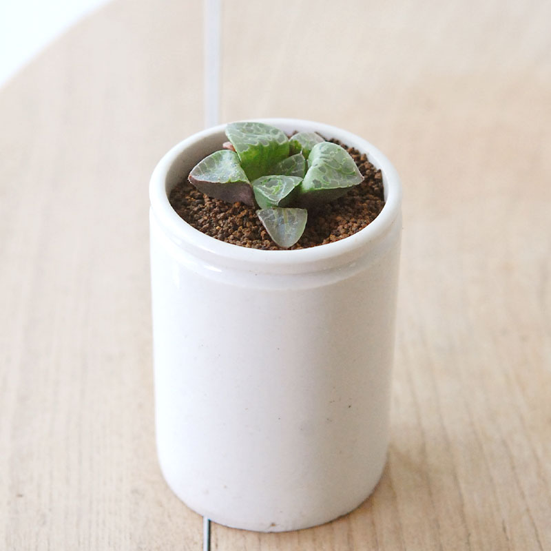 Haworthia 緑川 x antique イギリスジャー