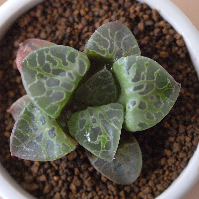 Haworthia 緑川 x antique イギリスジャー