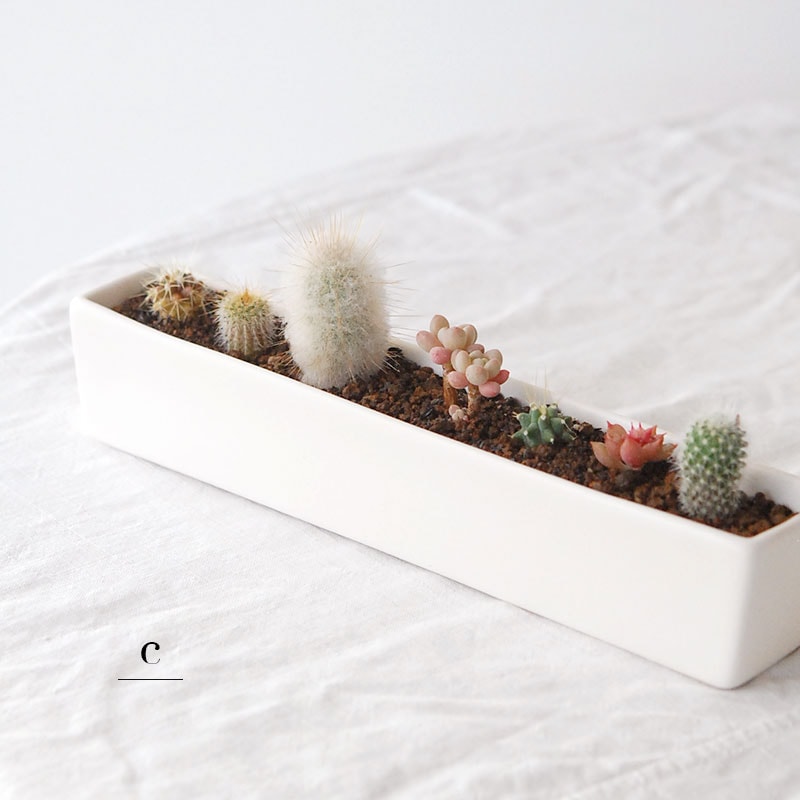 HOLIDAY SELECTION 』寄せ植え x white container | 多肉植物の専門店