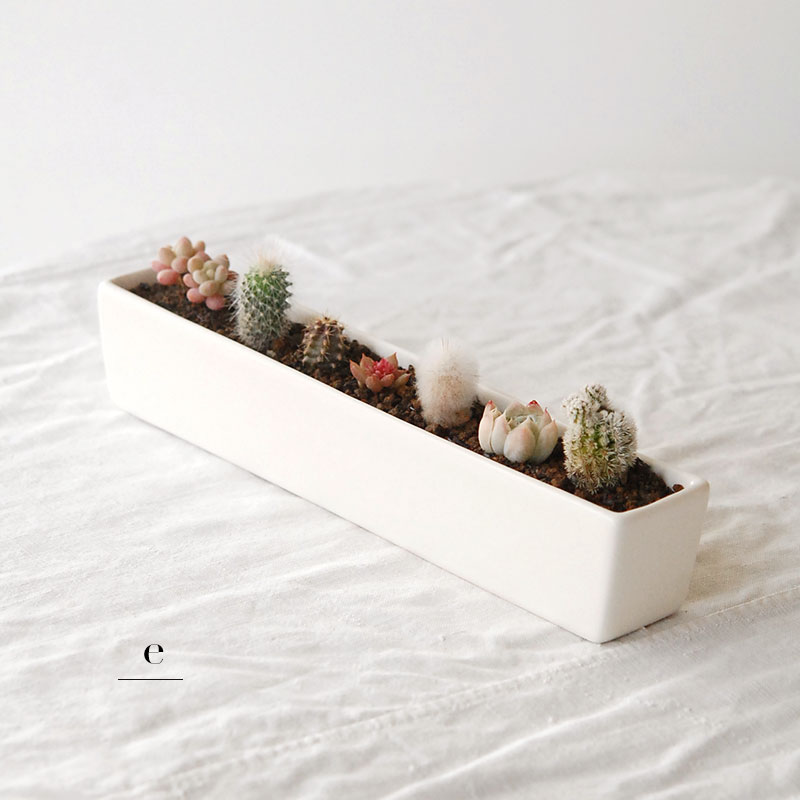 HOLIDAY SELECTION 』寄せ植え x white container | 多肉植物の専門店