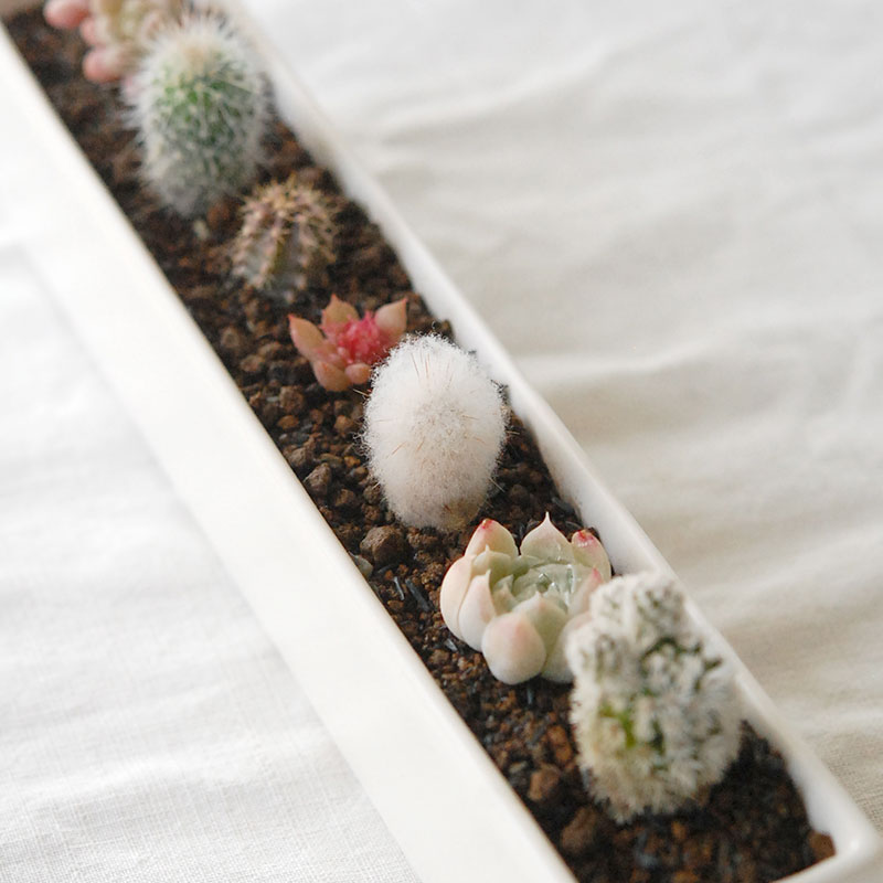 HOLIDAY SELECTION 』寄せ植え x white container | 多肉植物の専門店