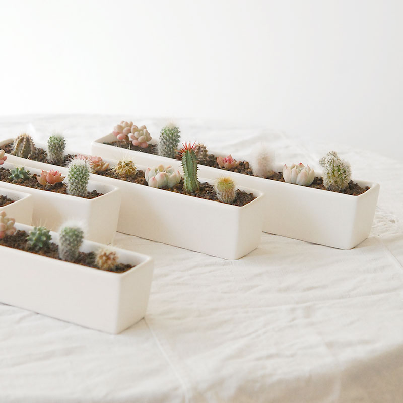 【9.ソルトホワイト＊多肉植物】 園芸ネット本店｜エケベリア：solt white 2.5号鉢植え の通販【公式】