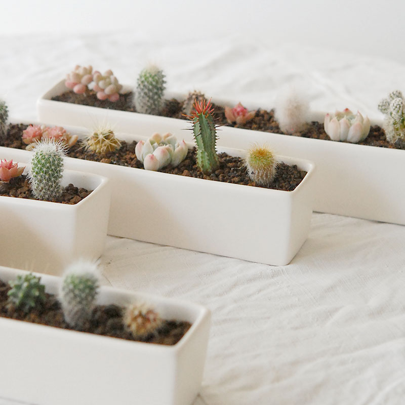 HOLIDAY SELECTION 』寄せ植え x white container | 多肉植物の専門店