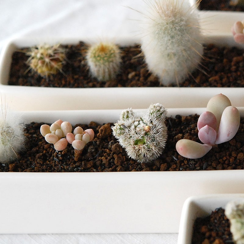 HOLIDAY SELECTION 』寄せ植え x white container | 多肉植物の専門店