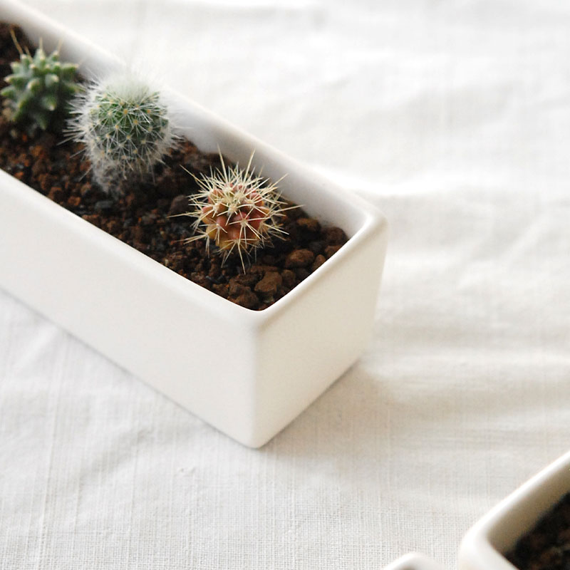 【9.ソルトホワイト＊多肉植物】 HOLIDAY SELECTION 』寄せ植え x white container | 多肉植物の専門店