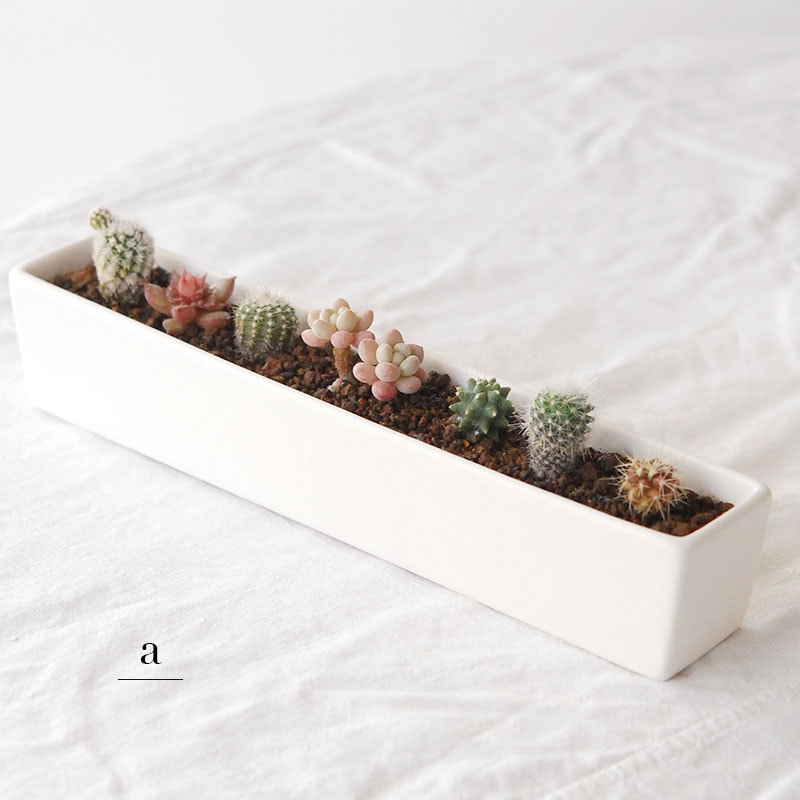 HOLIDAY SELECTION 』寄せ植え x white container | 多肉植物の専門店
