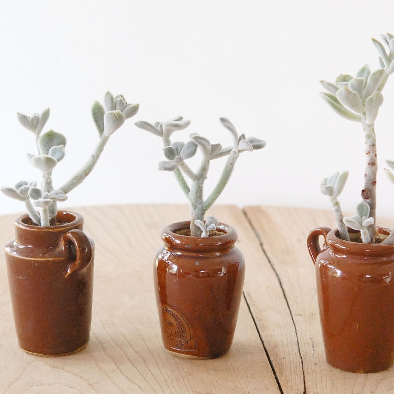 Echeveria フロスティー x antique イギリスジャー