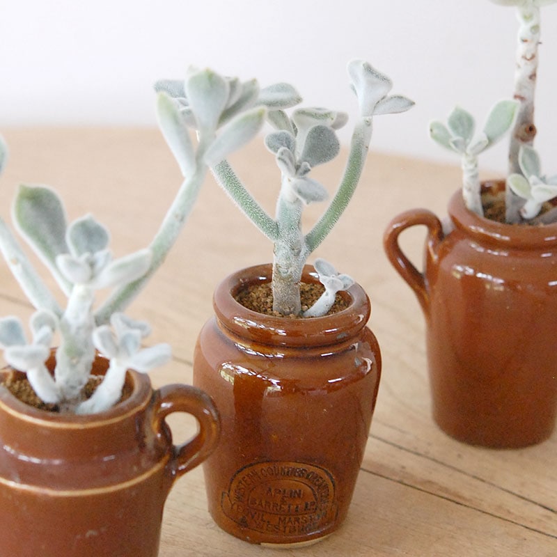 Echeveria フロスティー x antique イギリスジャー